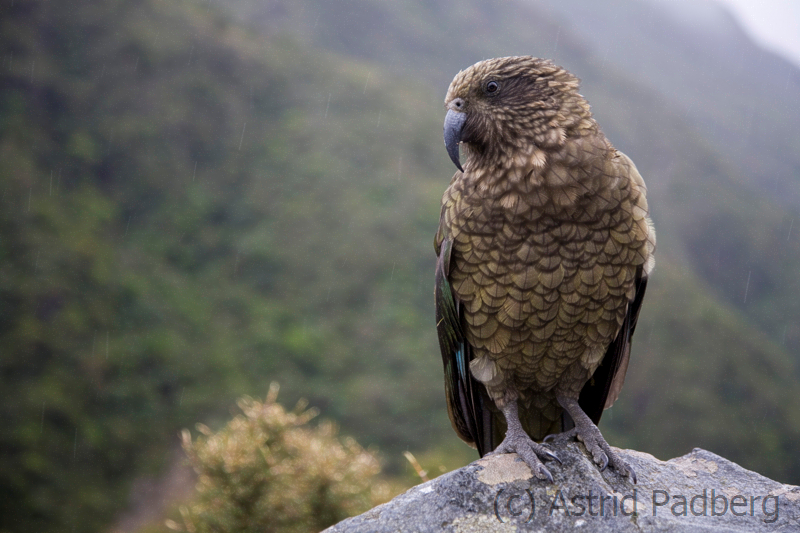 Kea am Arthur's Pass