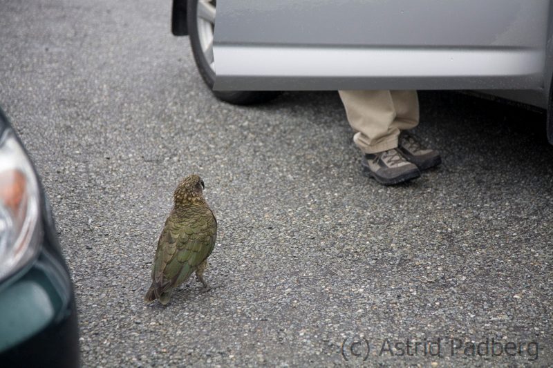 Interessierter Kea