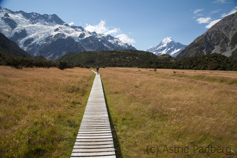 Aoraki / Mt. Cook