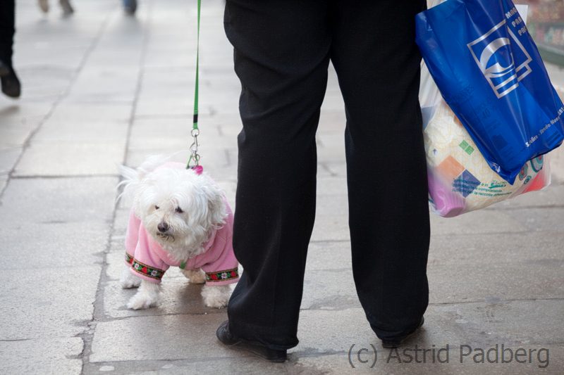 Hundemode in Venedig