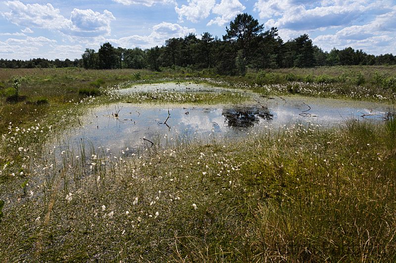 Hamberger Moor