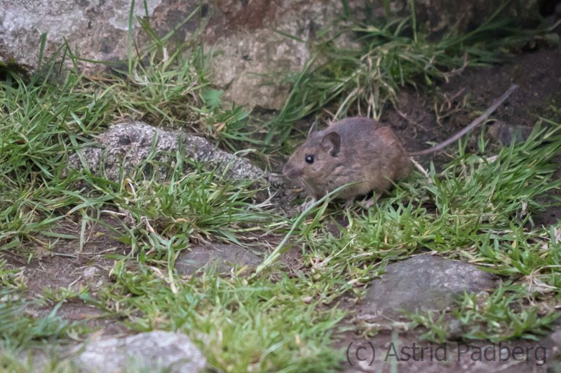 St.-Kilda-Feldmaus (Apodemus sylvaticus hirtensis)