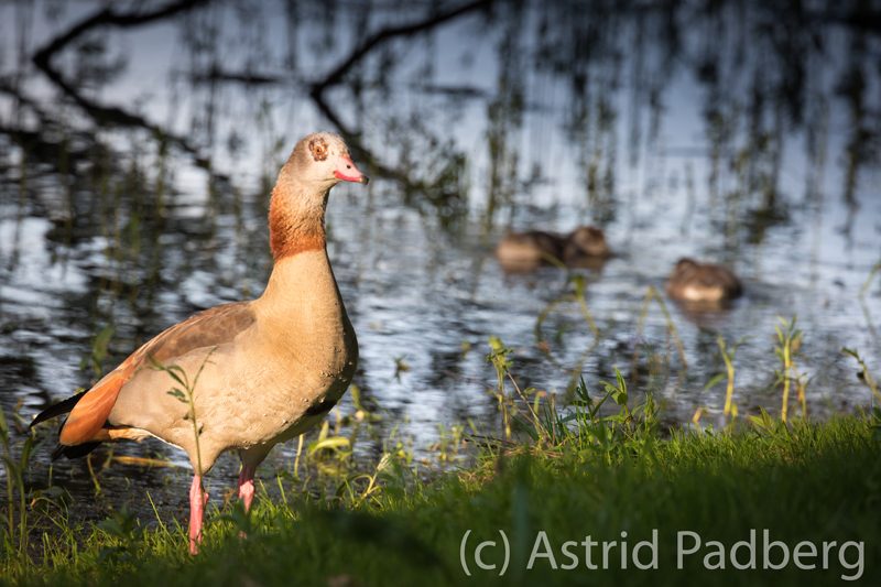 Nilgans