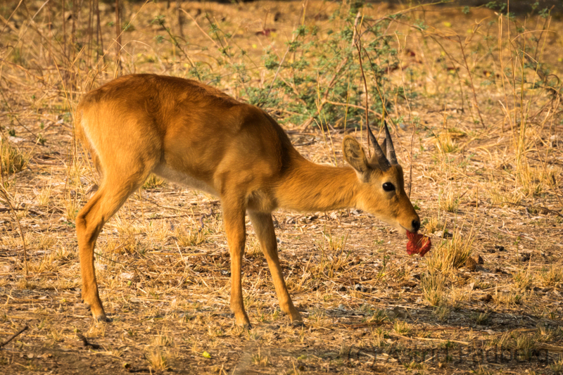 Puku, South Luangwa Nationalpark