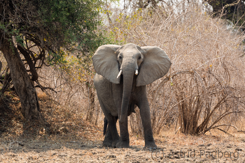 Elefant, South Luangwa Nationalpark