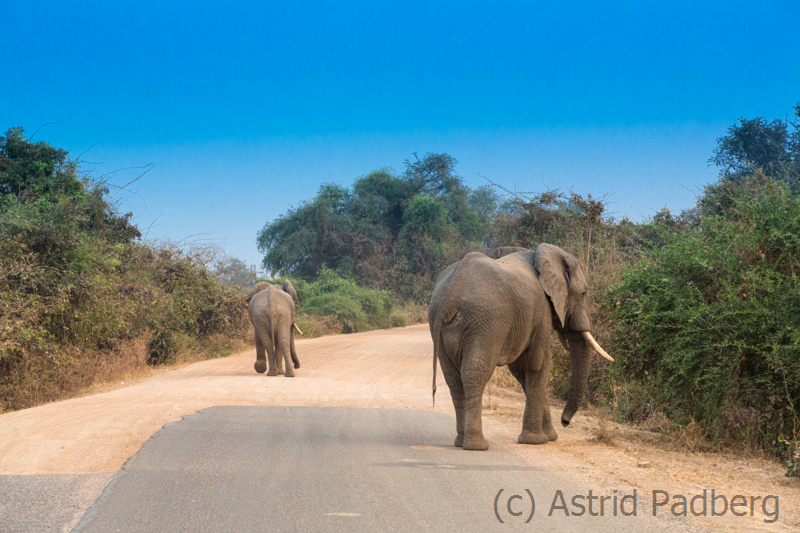 Elefanten am Eingang zum South Luangwa Nationalpark