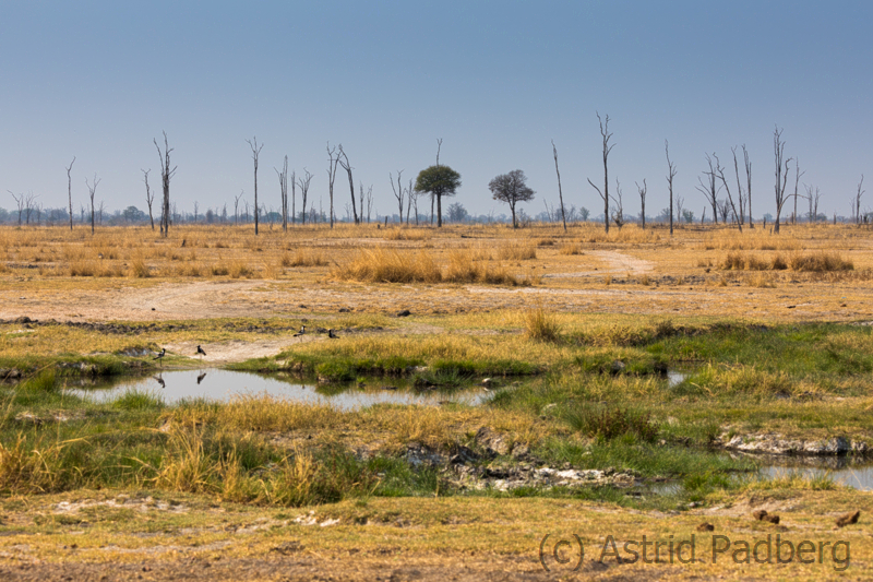 Landschaft, South Luangwa Nationalpark