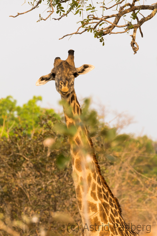 Thornicroft Giraffe, South Luangwa Nationalpark