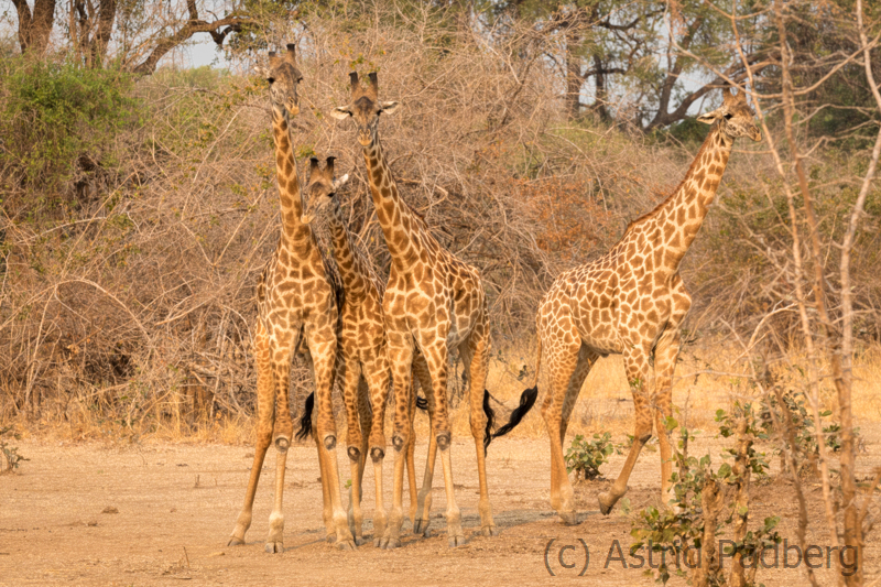 Thornicroft Giraffe, South Luangwa Nationalpark