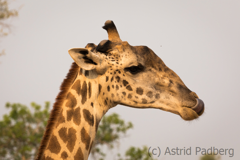 Thornicroft Giraffe, South Luangwa Nationalpark