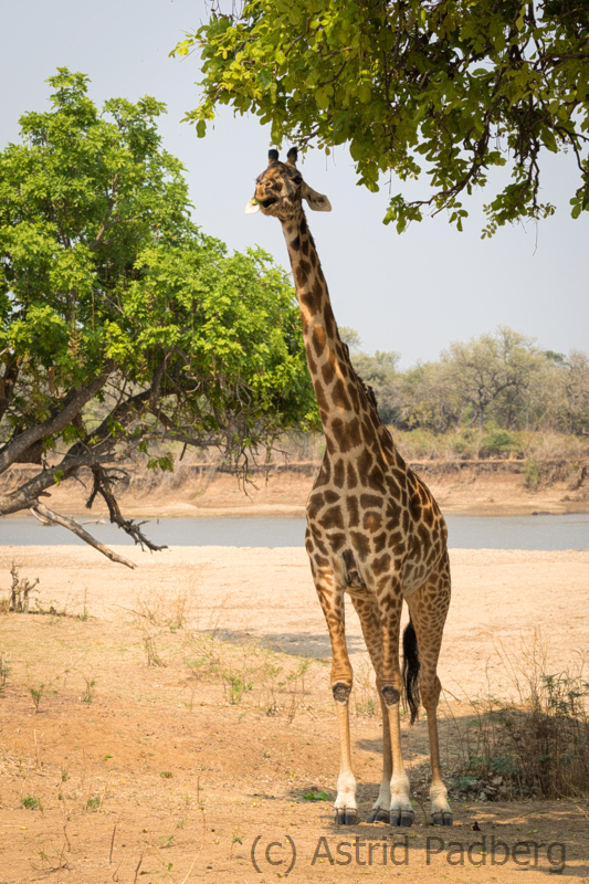 Thornicroft Giraffe, South Luangwa Nationalpark