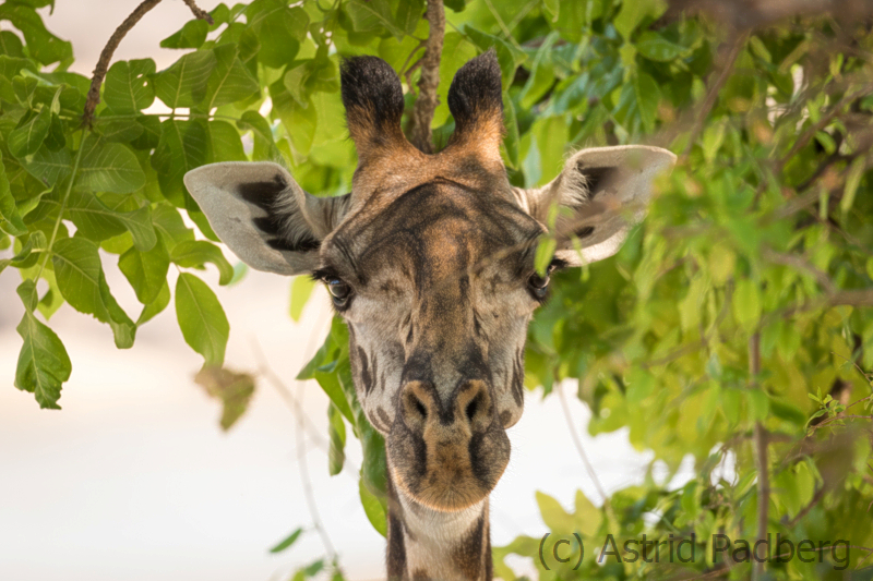 Thornicroft Giraffe, South Luangwa Nationalpark