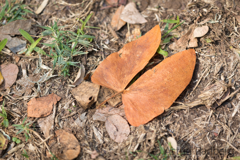 Welkes Blatt eines Mopane-Baumes 