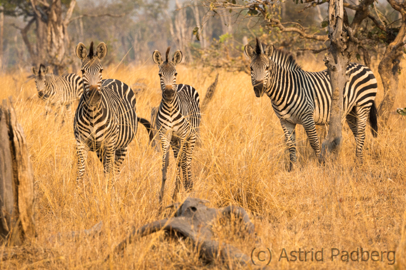 Crawshay-Zebras, South Luangwa Nationalpark