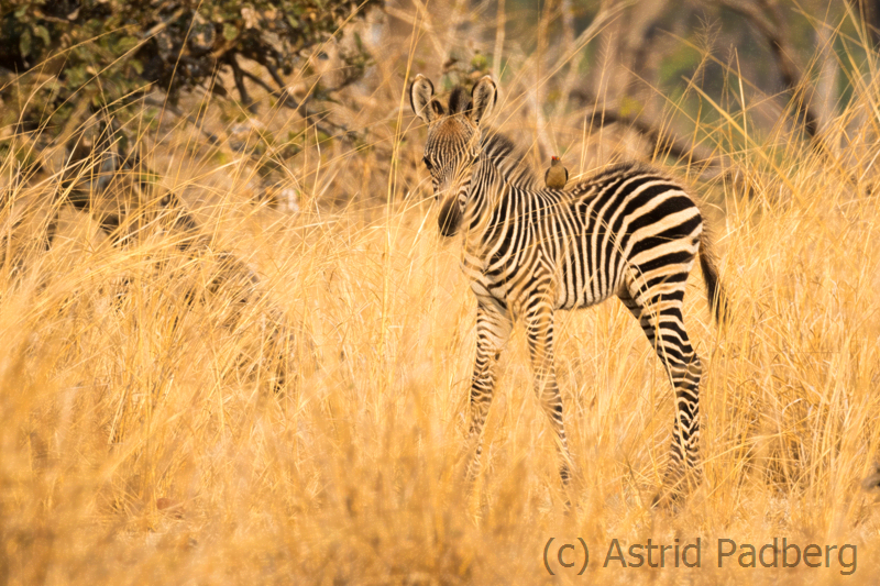 Crawshay-Zebra, South Luangwa Nationalpark