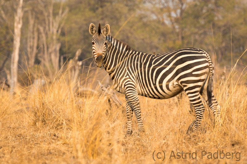 Crawshay-Zebra, South Luangwa Nationalpark