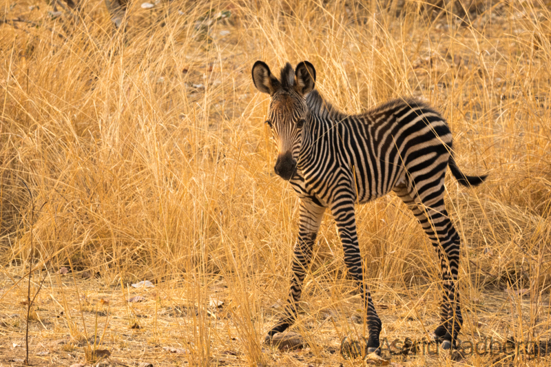 Crawshay-Zebra, South Luangwa Nationalpark