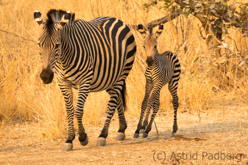 Crawshay-Zebra, South Luangwa Nationalpark