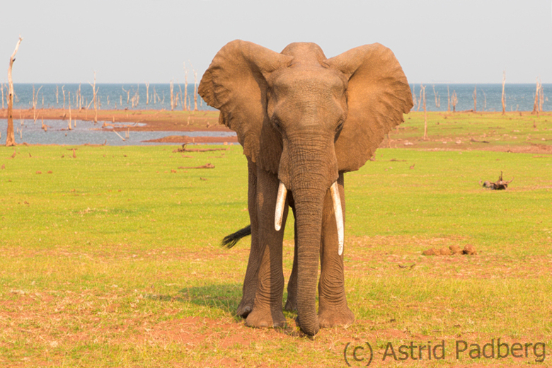 Elefant beim Fressen