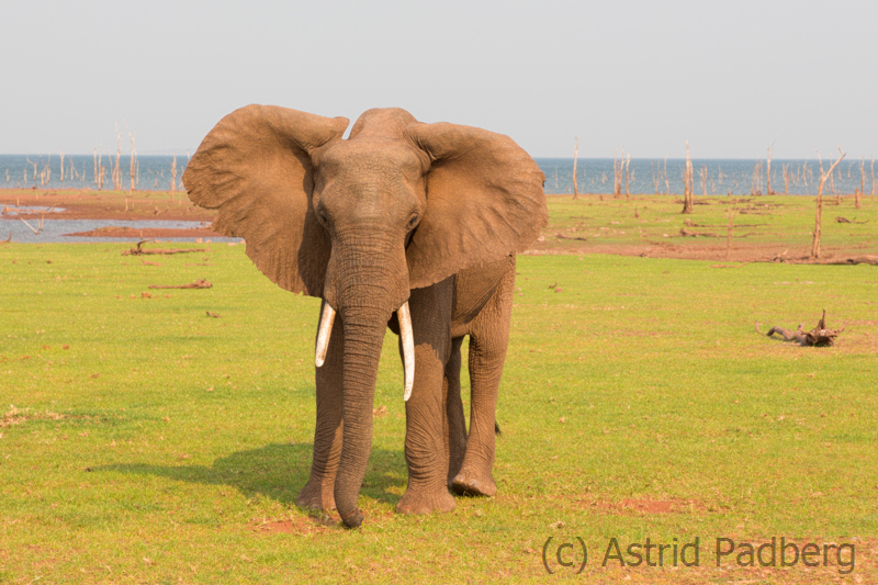 Elefant bei der Mahlzeit