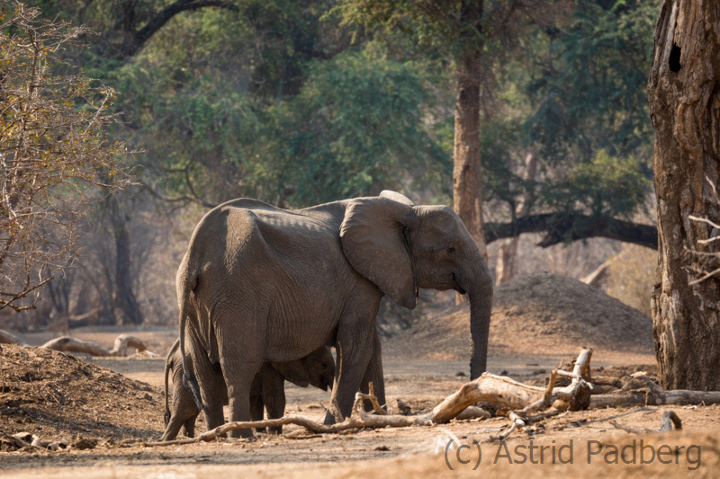 Abgemagerter Elefant ohne Stoßzähne