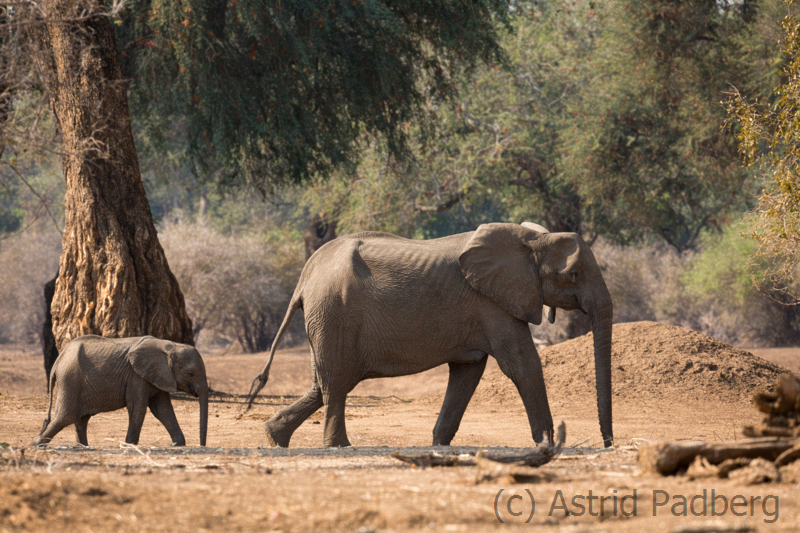 Elefantenmutter mit Kalb, Mana Pools Nationalpark