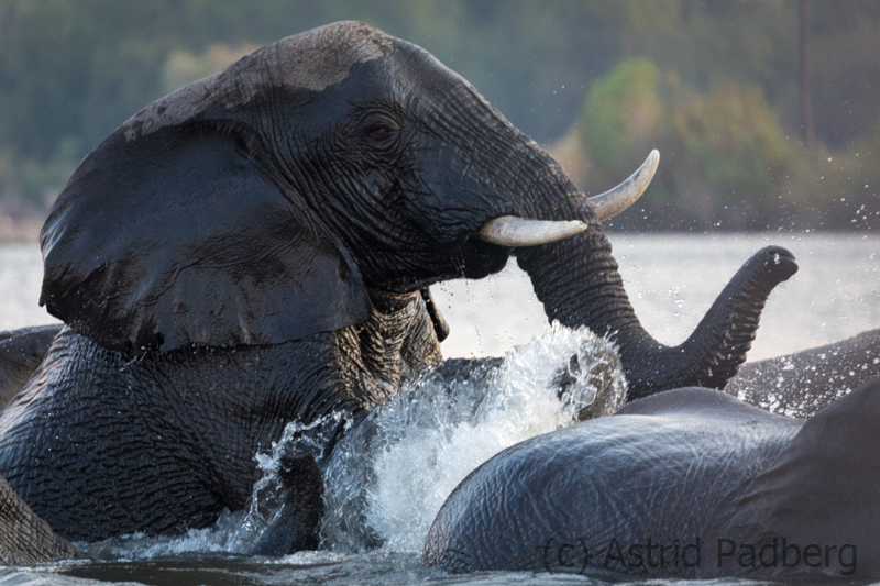 Elefanten bei der Überquerung des Sambesi