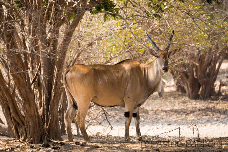 Elenantilope