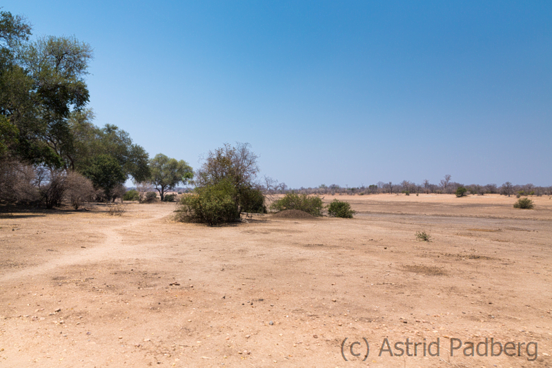 Am Ufer des Sambesi, Mana Pools Nationalpark