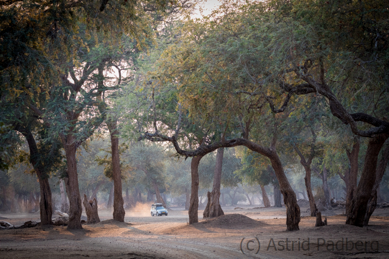 Wald im Mana Pools Nationalpark