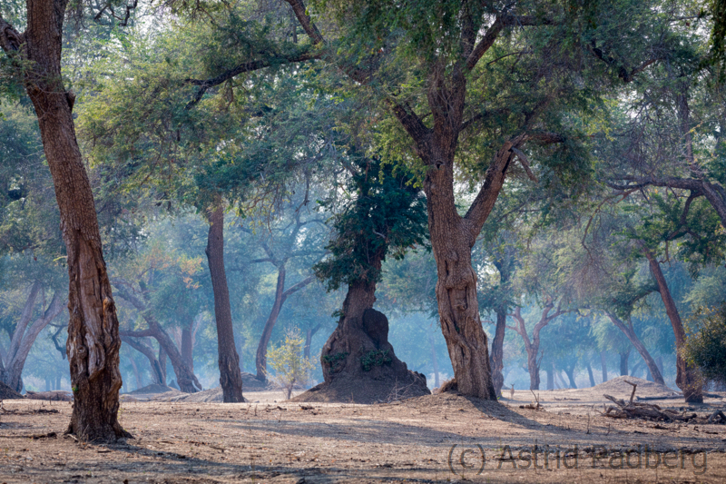 Der "blaue" Wald, Mana Pools Nationalpark