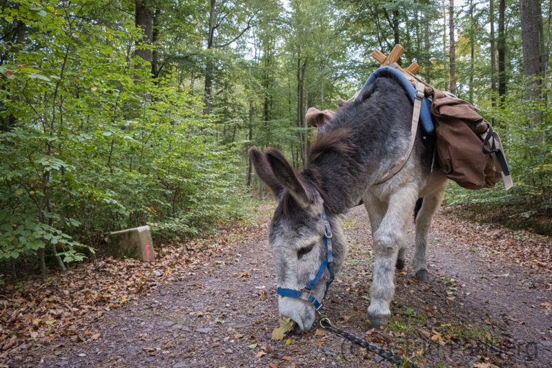 Eselwandern