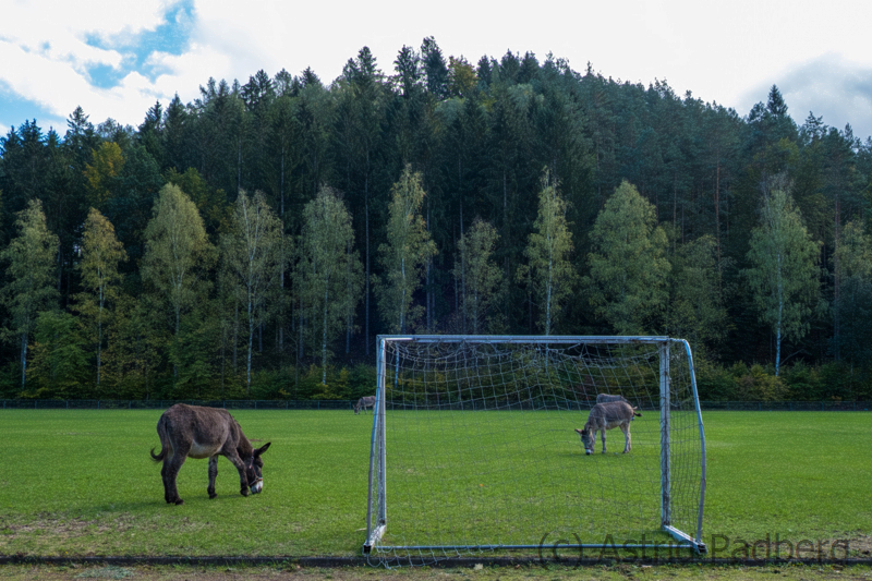 Esel bei Nutzung eines Sportplatzes in der Bildungsstätte Heilsbach