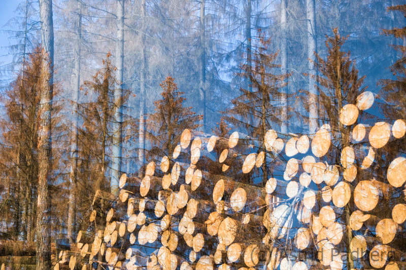 Waldsterben (Doppelbelichtung)