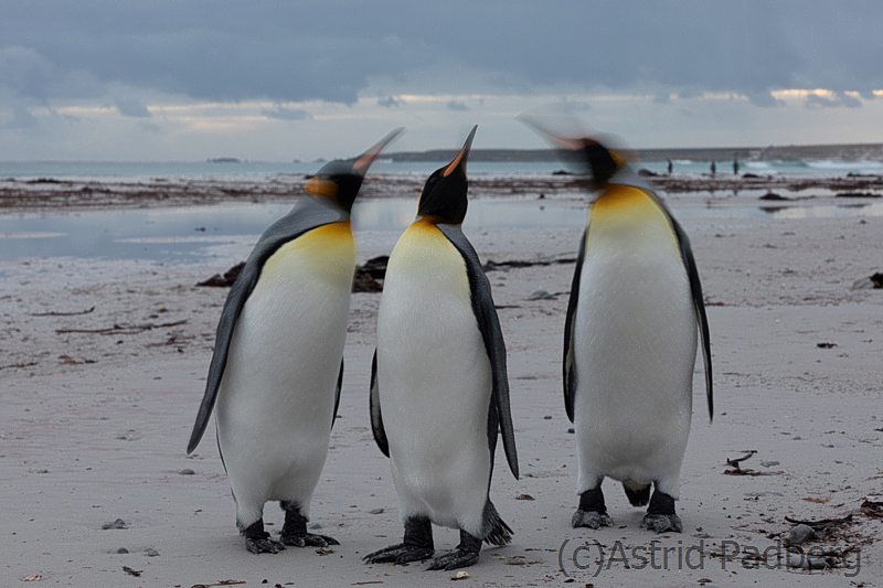 Königspinguine beim Morgenspaziergang