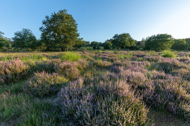 Landschaft Wahner Heide