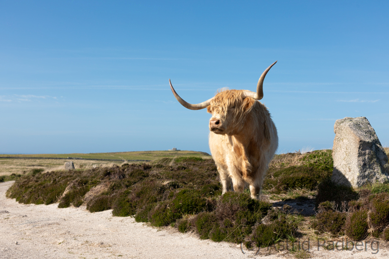 Hochlandrind auf Lundy