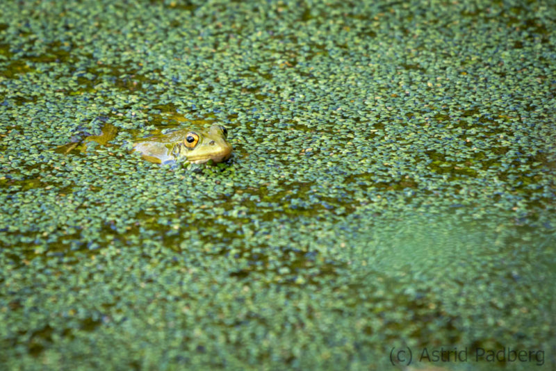 Frosch im Teich mit Wasserlinsen