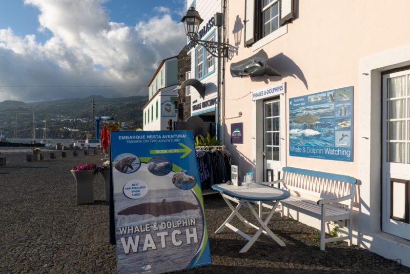 Whalewatching, Lajes