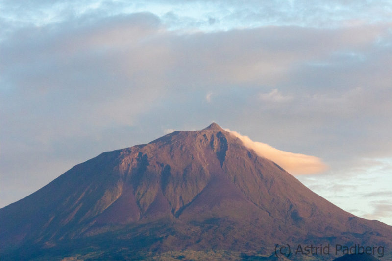 Pico mit Herz