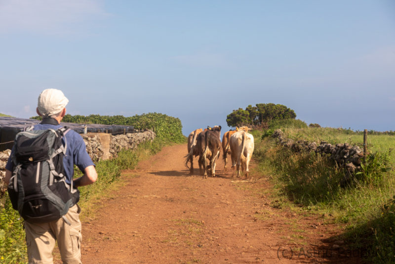 Kühe, Sao Jorge