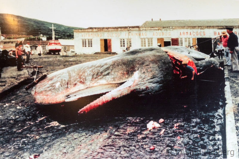 Foto von Pottwal, Walmuseum Sao Roque