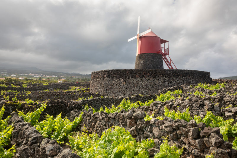 Weinanbau auf Pico, UNESCO Weltkultureerbe