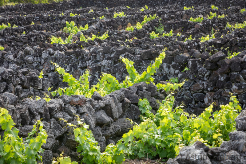 Weinanbau auf Pico, UNESCO Weltkultureerbe