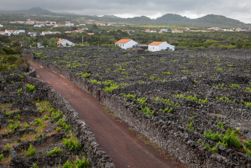 Weinanbau auf Pico, UNESCO Weltkultureerbe