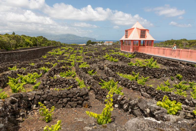 Weinanbau auf Pico, UNESCO Weltkultureerbe