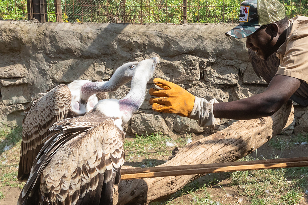 Kenya Bird of Prey Trust