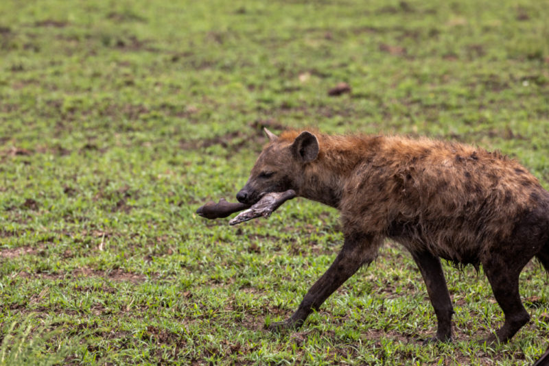 Hyäne mit Fuß vom Gnu