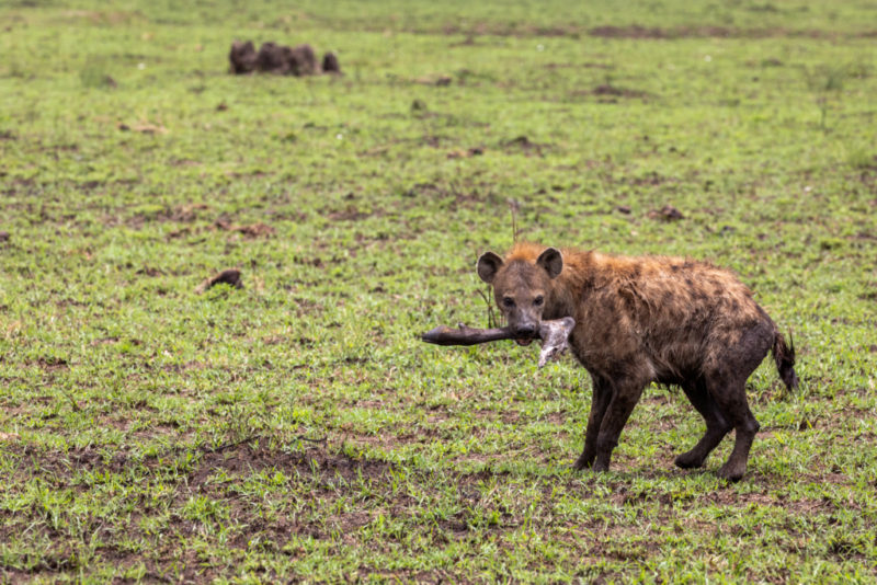 Hyäne mit Fuß vom Gnu