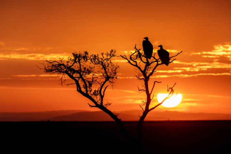 Geier bei Sonnenaufgang